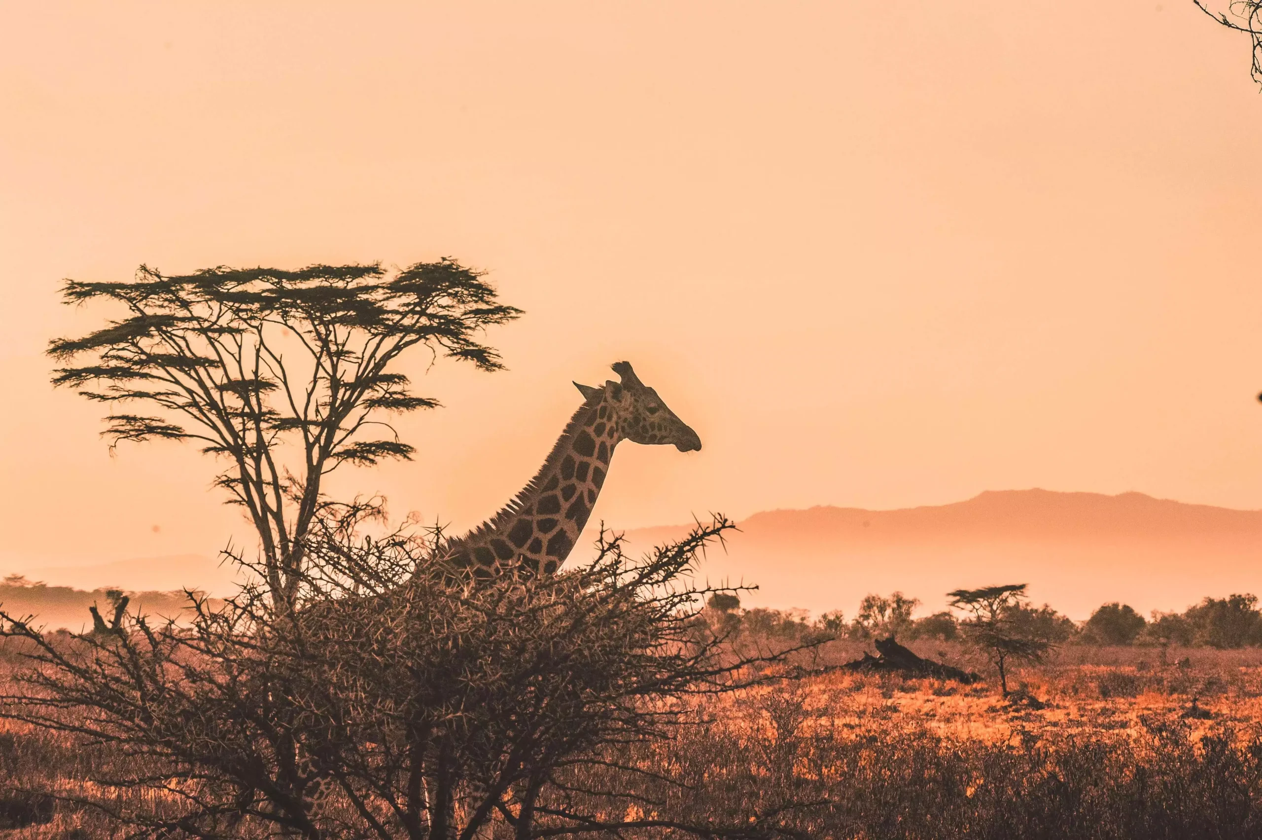 luxury-family-safari